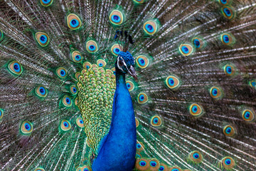Obraz premium 孔雀のポートレート