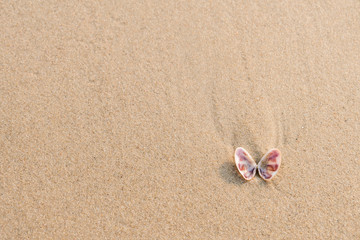 Sea shell (look like butterfly) on sand beach with copy space. Top view