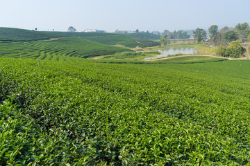 Green tea terrace at Chiang Rai