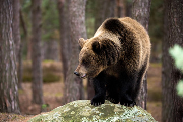 Obraz premium brown bear (Ursus arctos) in winter forest