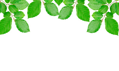 beech leaves background