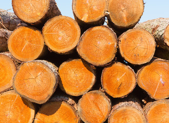 Collection of felled tree logs which have been sawn and stacked in a forest