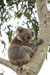Koala (Phascolarctos cinereus)
