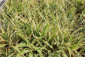 Chlorophytum background