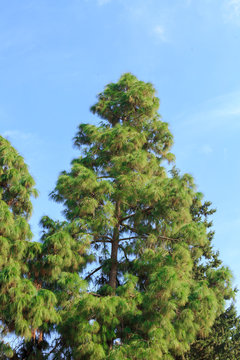 Top of pine tree on blue sky