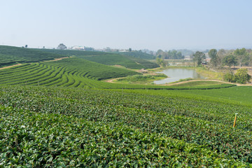 Landscape of green tea terrace