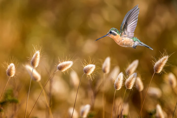Hummingbird over bright summer background