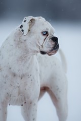 german boxer female on the snow / german boxer female dog on the snow in winter time