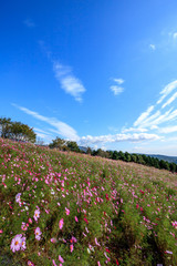 コスモス畑＠長崎県諫早市白木峰