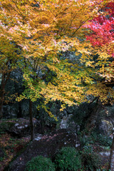 Fototapeta premium 紅葉