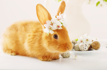 Red rabbit with Easter eggs on white background