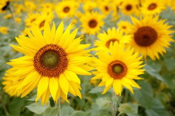 Obraz premium ヒマワリの花