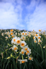 Fototapeta premium 水仙の花