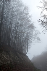 Fototapeta na wymiar Tree in the fog