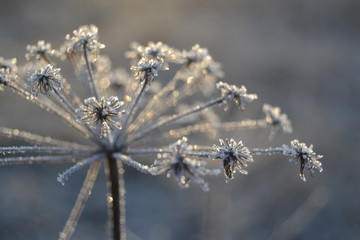 Frozen angelicas (angelica sylvestris) glittering in the sun