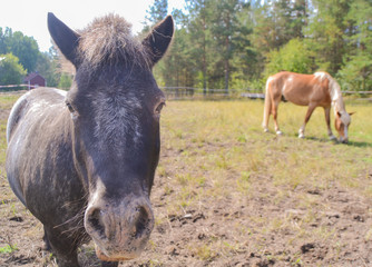 Gray pony and brown horse eating grass in a meadow