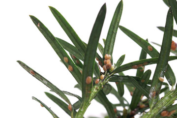 Parthenolecanium pomeranicum - Coccidae on yew