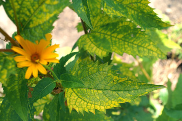 Physiological disease - lack of nutrients on Heliopsis - obrazy, fototapety, plakaty