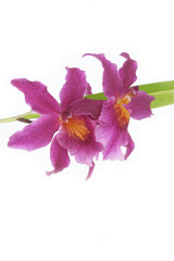 fiori rosa di Orchidea isolato su sfondo bianco