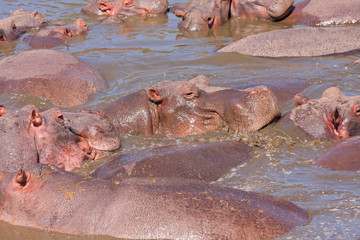 Hippopotamus (Hippopotamus amphibius) bathes in river among others. Serengeti National Park, Great Rift Valley, Tanzania, Africa. 
