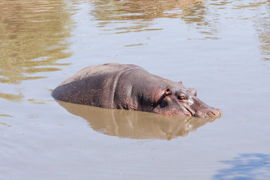 Hippopotamus (Hippopotamus amphibius) baths in river. Serengeti National Park, Great Rift Valley, Tanzania, Africa.
