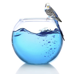 Fish bowl with water and little blue parrot on it isolated on white