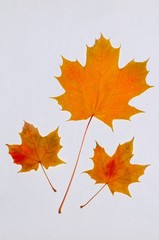 Maple autumnal leaves