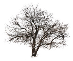 Tree without leaves, isolated on white
