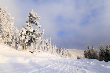 pine trees in snow, russian winter, outdoor, snowy pines in sunny day