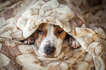 American staffordshire terrier dog sleeping under the blanket in bed 