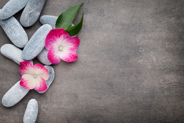 Spa stones and flowers, on grey background.