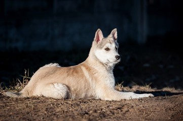 Naklejka na ściany i meble Adorable siberian husky puppy in the yard