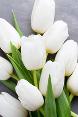 More white tulip on the grey background. © gitusik
