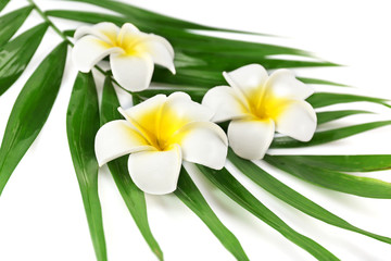 Plumeria flowers and palm leaves, closeup