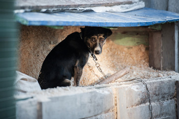 Unhappy homeless dog in dog shelter 