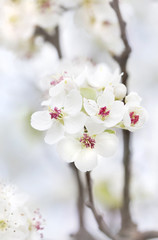 pear flowers spring beautiful pastel background