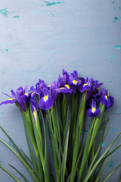fresh iris