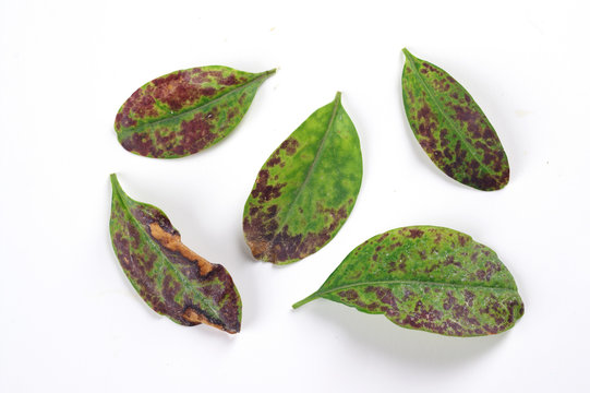Physiological disease - lack of nutrients on Ligustrum