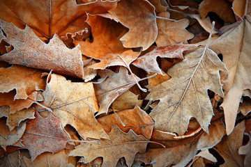Frozen leaves close up. Natural background