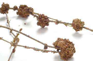 Corynebacterium sp.  on forsythia