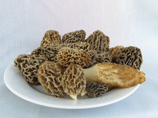 Spring mushrooms - morels on a white plate