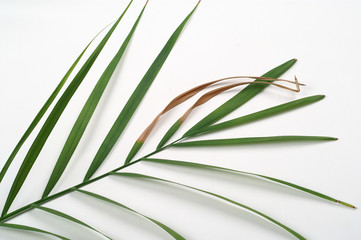 Palm leaf-curing