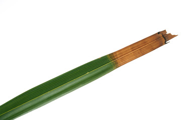 Palm leaf-curing © 7monarda