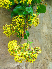 Yellow flowers on shrub