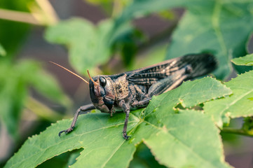 Close-up of a grasshopper in nature