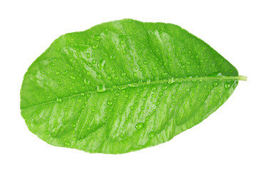 Naklejka na ściany i meble Green citrus leaf with droplets isolated on white