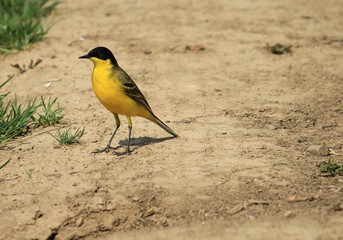 Black-headed Wagtail, Motacilla flava
