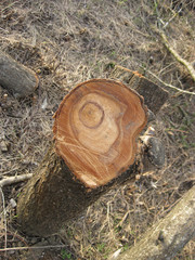 Stump felled plums