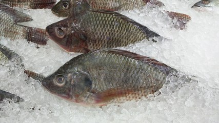Fishes in market