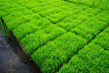 Young green paddy field.